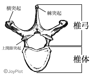 椎骨の構造