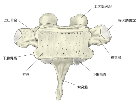 椎骨における横突肋骨窩の位置