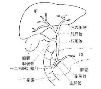 総胆管周辺の人体構造