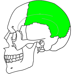 頭頂骨の位置