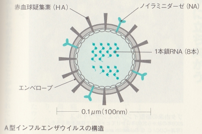 A型インフルエンザウイルスの構造